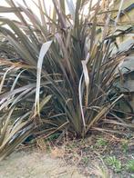 Grote Yucca tuinplant, Tuin en Terras, Planten | Tuinplanten, Ophalen, Zomer, Overige soorten, Volle zon