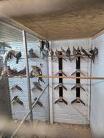 17 valkparkieten, Meerdere dieren, Parkiet