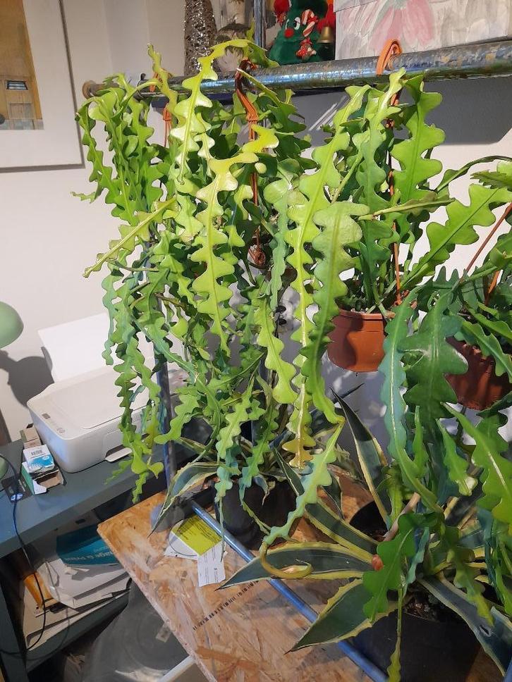 Zaagcactus Epiph.Anguiliger €8.50 / 2 voor € 15,-, Huis en Inrichting, Kamerplanten, Cactus, Minder dan 100 cm, Bloeiende kamerplant