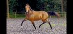 Super lieve 4 jarige merrie!!, Dieren en Toebehoren, Paarden, Merrie, Dressuurpaard, 3 tot 6 jaar