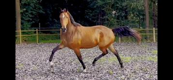 Super lieve 4 jarige merrie!! beschikbaar voor biedingen