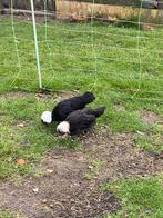 Trio Hollandse kuifhoen, Dieren en Toebehoren, Pluimvee, Meerdere dieren, Kip
