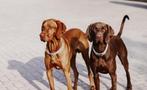 Ervaren Vizsla Dekreu, 6 jaar of ouder, Reu, Eén hond, Nederland