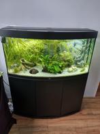 Aquarium, Ophalen, Zo goed als nieuw, Gevuld zoetwateraquarium