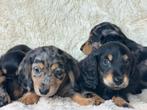 Langharige Teckels  dwerg en dwerg & standaard alle kleuren, Dieren en Toebehoren, Honden | Teckels en Dashonden, Nederland, 8 tot 15 weken