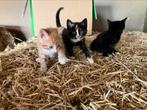 Boerderij kittens katten, Dieren en Toebehoren, Katten en Kittens | Overige Katten, Meerdere dieren, Kortharig, 0 tot 2 jaar