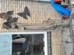 Witvis spullen, Watersport en Boten, Hengelsport | Witvissen, Ophalen, Complete set