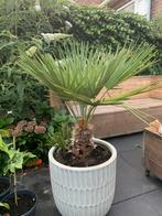 Winterharde Europese dwergpalm (zonder pot), Ophalen, Volle zon, Palmboom, 100 tot 250 cm