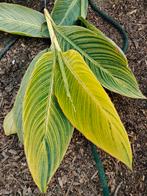 Canna indica 'Pretoria' stek, Vaste plant, Halfschaduw, Zomer, Ophalen