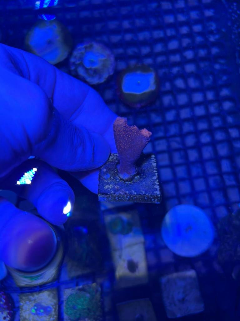 Montipora digitata (takvorm) rood, Dieren en Toebehoren, Vis, Zoutwatervis