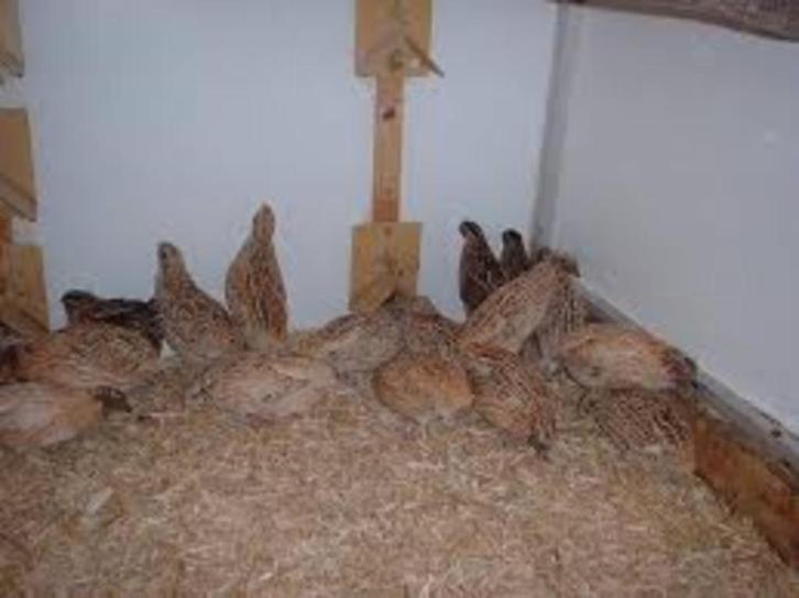 Japanse Kwartels, Dieren en Toebehoren, Pluimvee, Overige soorten, Vrouwelijk