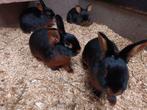Black en Tan konijnen | Ingeënt | Passend advies!, Dieren en Toebehoren, Konijnen, Meerdere dieren, Dwerg, Hangoor, 0 tot 2 jaar