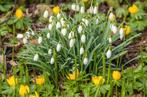 Sneeuwklokjes galanthus in p9 pot, Ophalen of Verzenden, Overige soorten, Volle zon