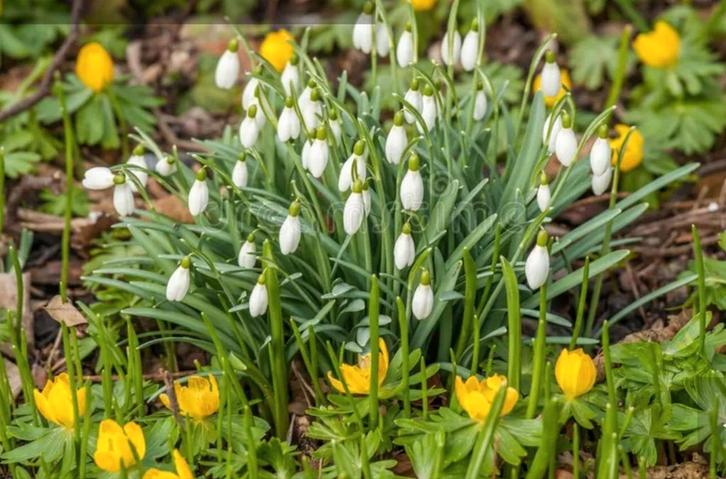 Sneeuwklokjes galanthus in p9 pot, Tuin en Terras, Planten | Tuinplanten, Overige soorten, Volle zon, Ophalen of Verzenden