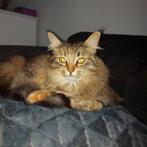 Goud mandje gezocht voor maine coon poes en kater, Dieren en Toebehoren, Katten en Kittens | Raskatten | Langhaar, Gechipt