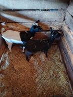 2 jonge dwerggeitjes, Dieren en Toebehoren, Schapen, Geiten en Varkens, Vrouwelijk, Geit, 0 tot 2 jaar