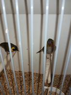 Te koop koppel cubavinken, Meerdere dieren, Tropenvogel