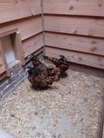 3 Nederlandse uilebaard kriel goudzwart geloverd hennen, Dieren en Toebehoren, Pluimvee, Vrouwelijk, Kip