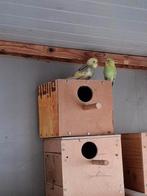 Jonge parkiet, Dieren en Toebehoren, Vogels | Parkieten en Papegaaien, Mannelijk, Parkiet