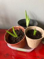 Aloe vera stek, Huis en Inrichting, Kamerplanten, Ophalen, Overige soorten, Minder dan 100 cm