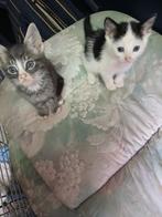 drie schattige kittens te koop, Dieren en Toebehoren, Katten en Kittens | Raskatten | Korthaar, Meerdere dieren, Ontwormd, 0 tot 2 jaar