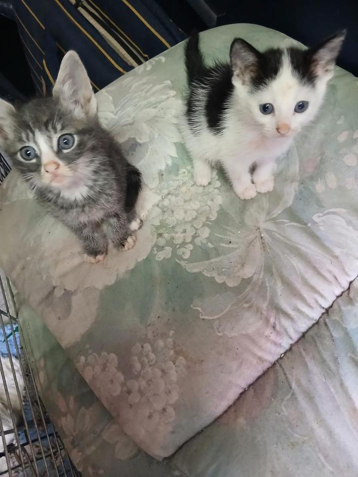drie schattige kittens te koop, Dieren en Toebehoren, Katten en Kittens | Raskatten | Korthaar, Meerdere dieren, 0 tot 2 jaar