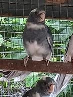 Blauwbonte pennant rosella pop 2025, Dieren en Toebehoren, Mannelijk, Parkiet, Geringd