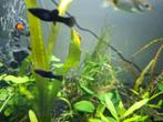 Jonge black molly's 0,75 per stuk, 10 voor 5 euro, Vis