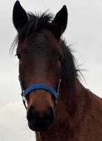 Prachtig connemara bloedlijn merrie, potentie voor in sport, Dieren en Toebehoren, Pony's, 3 tot 6 jaar, Onbeleerd, Recreatiepony