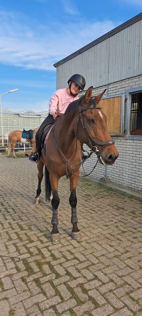 Verzorger aangeboden omgeving strijen, Dieren en Toebehoren, Paarden en Pony's | Overige Paardenspullen, Overige soorten, Ophalen