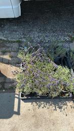 Lavendel hidcote liter potten normaal stunt 5 voor 10,-, Tuin en Terras, Planten | Tuinplanten, Ophalen, Zomer, Vaste plant, Halfschaduw