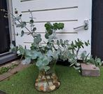 Verse Eucalyptus Takken in Glazen Vaas met Stenen Decoratie, Ophalen