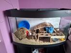 Aquarium, hok voor hamsters, ratten, muizen, gerbils etc., Gebruikt, Overige typen, Muis, 75 tot 110 cm