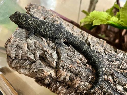 0.1 Eurydactylodes occidentalis, Dieren en Toebehoren, Reptielen en Amfibieën, Hagedis