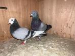 Koppel Birmingham rollers, Dieren en Toebehoren, Vogels | Duiven, Meerdere dieren, Tuimelaar of Roller