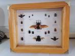 Taxidermy, Verzamelen, Dierenverzamelingen, Ophalen of Verzenden, Nieuw, Insect, Opgezet dier