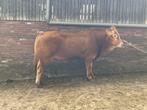 Limousin fokstier dekstier, Mannelijk, 0 tot 2 jaar
