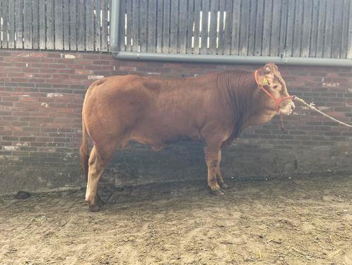 Limousin fokstier dekstier, Dieren en Toebehoren, Runderen, Mannelijk, 0 tot 2 jaar