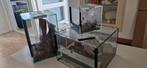 Glas terrariums voor spinnen, Dieren en Toebehoren, Insecten en Spinnen