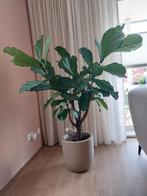 GroteTabaksplant Ficus Lyrata 150 cm, Ophalen, Ficus, Halfschaduw, 150 tot 200 cm