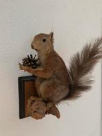 Taxidermie - opgezette eekhoorn, Verzamelen, Dierenverzamelingen, Opgezet dier, Gebruikt, Ophalen