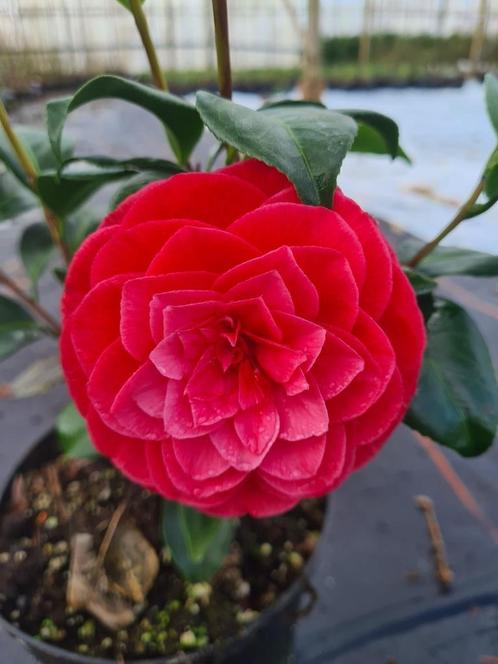 Camelia Principessa Baciocchi ca. 100 cm, Tuin en Terras, Planten | Struiken en Hagen, Struik, Overige soorten, 100 tot 250 cm