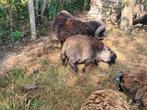 Zwart & bruin schimmel ouessant ooien, Dieren en Toebehoren, Meerdere dieren, Schaap, 0 tot 2 jaar