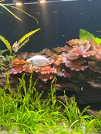 Zoenvissen goerami’s 2x man, Vis