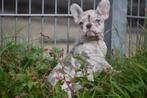 Franse bulldog pups, Dieren en Toebehoren, Rabiës (hondsdolheid), 15 weken tot 1 jaar, Buitenland, Bulldog