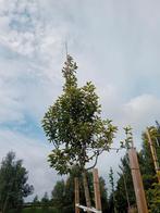 Magnolia boom, Overige soorten, Lente, 400 cm of meer, Ophalen