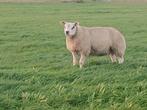 Texelaar rammen, Dieren en Toebehoren, Schapen, Geiten en Varkens, Mannelijk, Schaap, 0 tot 2 jaar