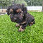 Te koop leuke Yorkshire terriër pup, Yorkshire Terriër, Nederland, CDV (hondenziekte), 8 tot 15 weken