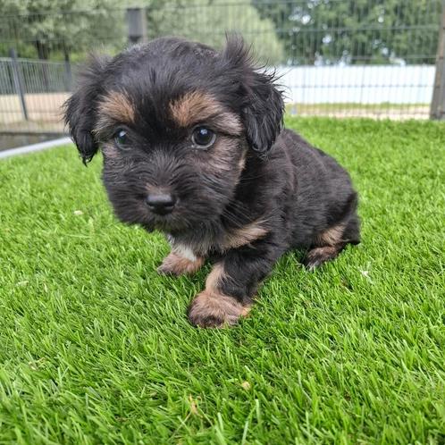 Te koop leuke Yorkshire terriër pup, Dieren en Toebehoren, Honden | Jack Russells en Terriërs, Teef, Yorkshire Terriër, Fokker | Professioneel