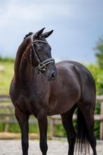 Talentvolle 4 jarige merrie, Dieren en Toebehoren, Paarden, Merrie, Gechipt, Dressuurpaard, 3 tot 6 jaar